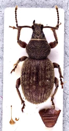 Otiorhynchus brunneus
